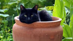 Como Hacer Que Tu Gato Deje De Hacer Pis En Los Tiestos