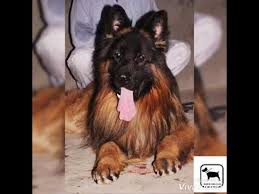 If you wish to know when a german shepherd stops teething or how long a german shepherd … Leon Imported Long Hair German Shepherd Male Available For Stud Crossing Mating Youtube