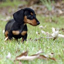 Jan 13, 2021 · caring for any puppy, purebred or mixed breed is a big responsibility. And Now More Dachshund Puppy Pictures Than You Can Handle Dogster