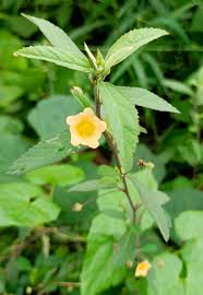 Image result for Sida rhombifolia