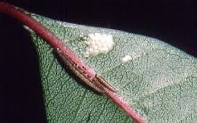 Image result for Euclasta