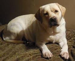 Maybe you would like to learn more about one of these? Pets For Adoption At Ohio Labrador Retriever Rescue Services In Vandalia Oh Petfinder