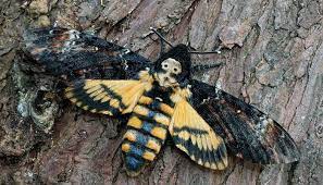 Pin En Mariposas