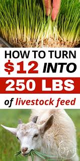 Account Suspended Raising Farm Animals Chickens Backyard Livestock Feed