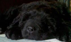 Maybe you would like to learn more about one of these? Chesapeake Bay Retriever Pets For Sale In Alberta Nice Pets Online