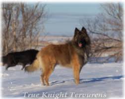 Belgian sheepdog belgian tervuren bernese mountain dog bichon frise biewer terrier black and tan coonhound black russian terrier. Double K Ranch True Knight Tervurens