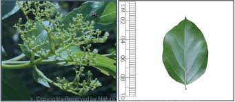 Image result for Premna serratifolia