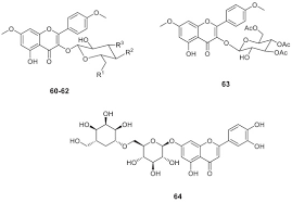 Image result for Caloncoba crepiniana