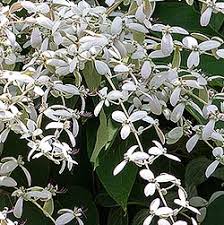 Image result for Congea