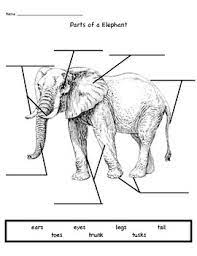 It is of an unusual cylindrical shape, with the middle region being partly glandular. Parts Of An Elephant By Guiding Hands With Kellsie Tpt