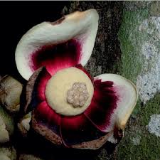 Image result for Uvariodendron