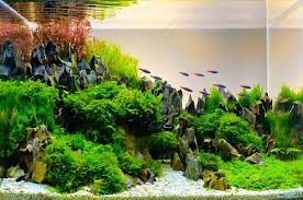 Maybe you would like to learn more about one of these? 11 Jenis Tanaman Aquascape Untuk Mempercantik Akuarium