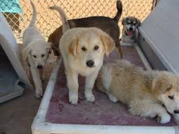 Maybe you would like to learn more about one of these? Adopt Husky Lab Mixed Puppies On Petfinder Husky Lab Mix Puppy Lab Mix Puppy Husky Lab
