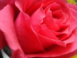 Best high quality flower wallpapers collection for your phone. Desktop 3d Rose Flower Wallpaper Download