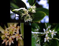 Image result for Triceratorhynchus