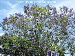 It has purple/lavender flowers in late spring. Jacaranda Tree