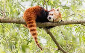The Reason Why The Red Panda Is Endangered Red Pandas Are Experiencing A Dramatic Loss Of Habitat The Other Main Threat To Re Animal Planet Red Panda Animals