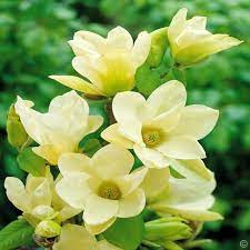 Magnolia Denudata Yellow River 1 Shrub Buy Online Order Yours Now Magnolia Flower Magnolia Denudata Bulb Flowers