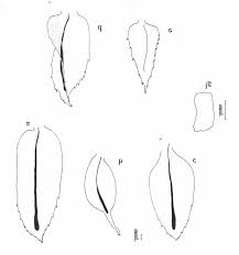 Image result for Selaginella buchholzii