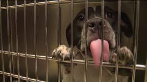 Animal control authorities operate a shelter and adoption programs to protect and find homes for many unwanted animals. Culture Shift At St Louis County Pet Adoption Center Puts Greater Focus On Adoption Fox 2
