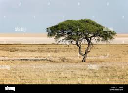 Image result for Cyphostemma hermannioides