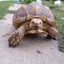 Maybe you would like to learn more about one of these? Top Petting Zoos For Hire In Chicago Il Gigsalad