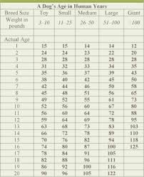 Dog Aging Chart Goldenacresdogs Com