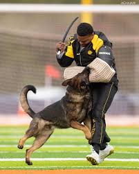 Kenneth White S Ari Von Der Konigshohle Front Half Protection With Marcus Hampton Police Dogs Schutzhund Sporting Dogs