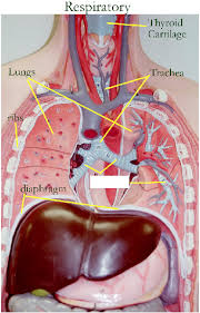 American 3b scientific is regarded as a great leader in torso models for a reason, as evidenced by this 14 part anatomically correct human torso model, an educational tool of true quality. Activity 5 Examining The Human Torso Model Flashcards Easy Notecards