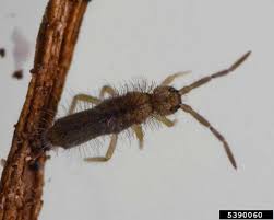 They are found living throughout the united states, including in south carolina. Springtails Or Fleas Part One South Jersey Termite Pest Control Ab Con Exterminators