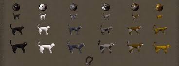 Once the rat is dead, go talk to jack again. Pet Care Runescape Guide Runehq