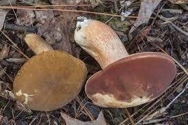 Image result for Xanthoconium sp.