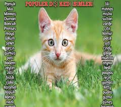 Populer Disi Kedi Isimleri En Guzel Sozler Ve Mesajlar