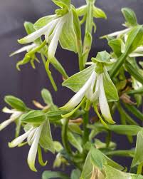 Image result for Bonatea