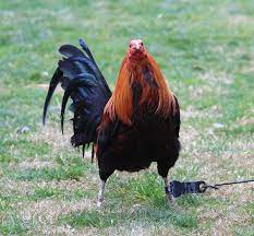 Mel Sims Black Call Or Text 916 409 6768 For More Info Stags Pullets Available Www Fatalfurygamefarm Com Chickens Backyard Game Fowl Pullets Chickens