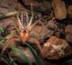 Camel crickets look like ghastly spidery beasts from the future, although they're not known to carry disease, but they do cause damage to home soft they look like something out of a horror film, but camel crickets are far from dangerous to humans. Camel Spider Bites Facts And How To Handle It Domestic Harmony With Animals