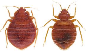 Tropical bed bug