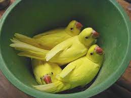High quality ringneck parrot gifts and merchandise. Bowl Of Indian Ringnecks Cute Kawaii Animals Parrot Bird