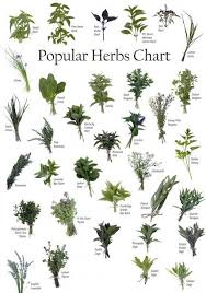Herbs Chart Herbs Types Of Herbs Natural Herbs