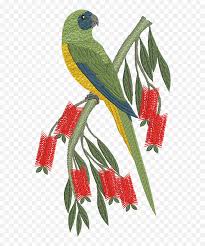 We provide embroidery designs for computerized embroidery machine. Download Machine Embroidery Designs Parrot Motif For Embroidery Png Embroidery Png Free Transparent Png Images Pngaaa Com