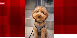 Abandoned viral airport dog ‘JetBlue’ finds forever home with officer who saved him