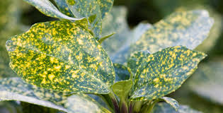 Image result for Aucuba