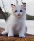 Ragdoll Kittens For Sale In Virginia