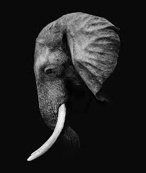 Beautiful Black And White Elephant Pictures Elefante Elephant Photography Animals Beautiful Animals