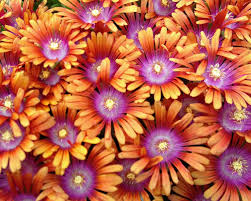 Image result for Delosperma mahonii