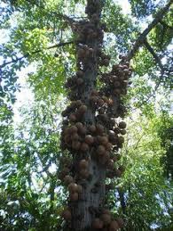 Leaves up to 36cm long, arranged alternately, only growing at tips of branches. 7 Paranuss Ideas Brazil Nuts Seed Pods Fruit Plants