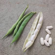 Image result for Phaseolus vulgaris