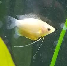 Gourami fish are one of the most popular freshwater aquarium fish for beginners to pros for a number of blue gourami, opaline gourami, three spot gourami, gold gourami, sunset gourami. Bought This Gourami Petco Didnt Know What Kind Possibly Sunset Gourami Aquariums