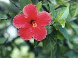Hibiscus Tea And Estrogen Livestrong Com Dried Hibiscus Flowers Hibiscus Plant Hibiscus Leaves