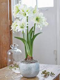 Ice Queen Potted Amaryllis Amaryllis Amaryllis Bulbs Amaryllis Flowers